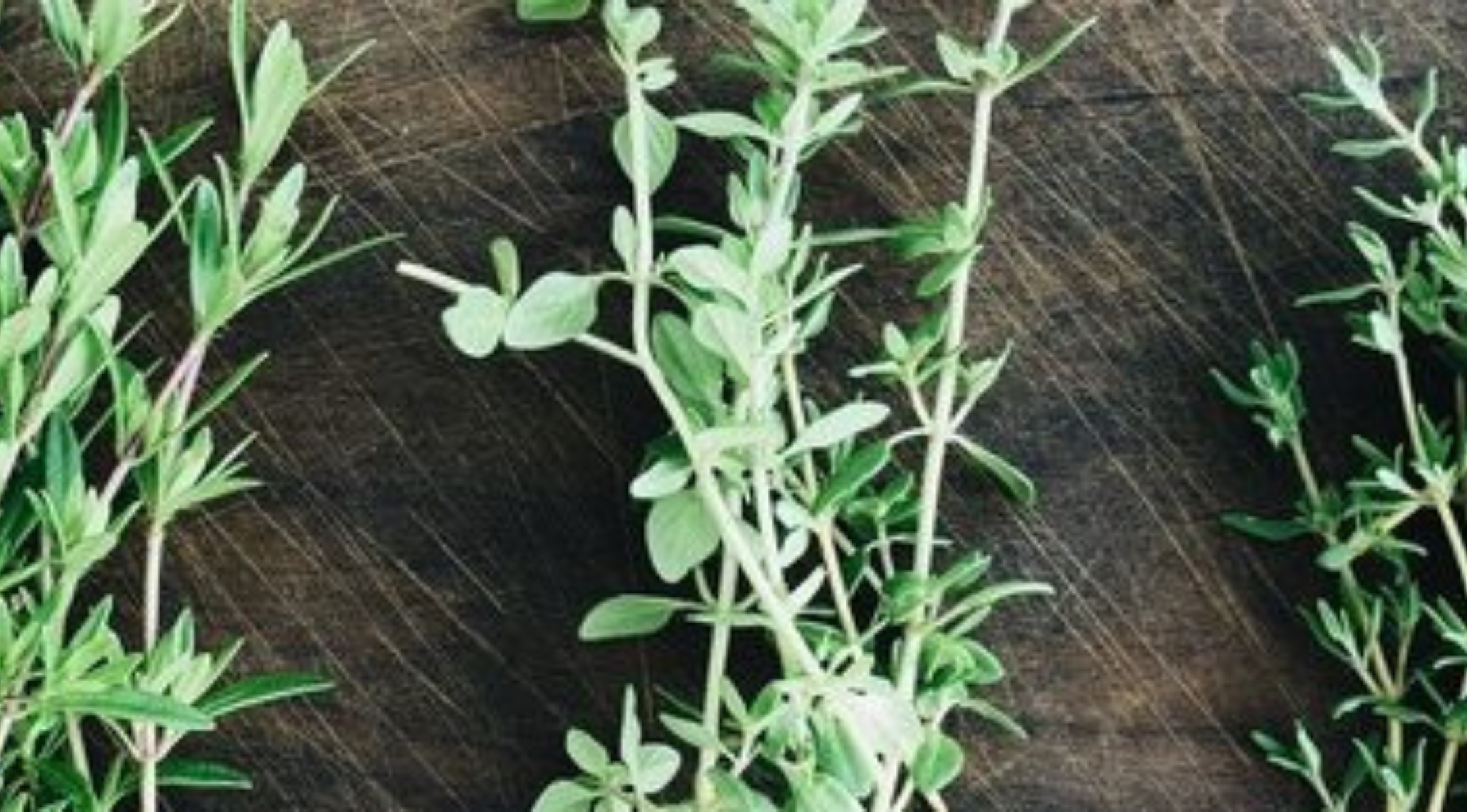 kleine-kraeuterkunde-thymian