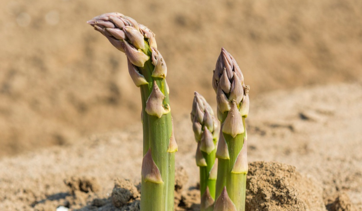 Four fresh asparagus spears emerge from the sandy soil, their green and purple hues highlighted - perfect for outstanding Fissler cookware.
