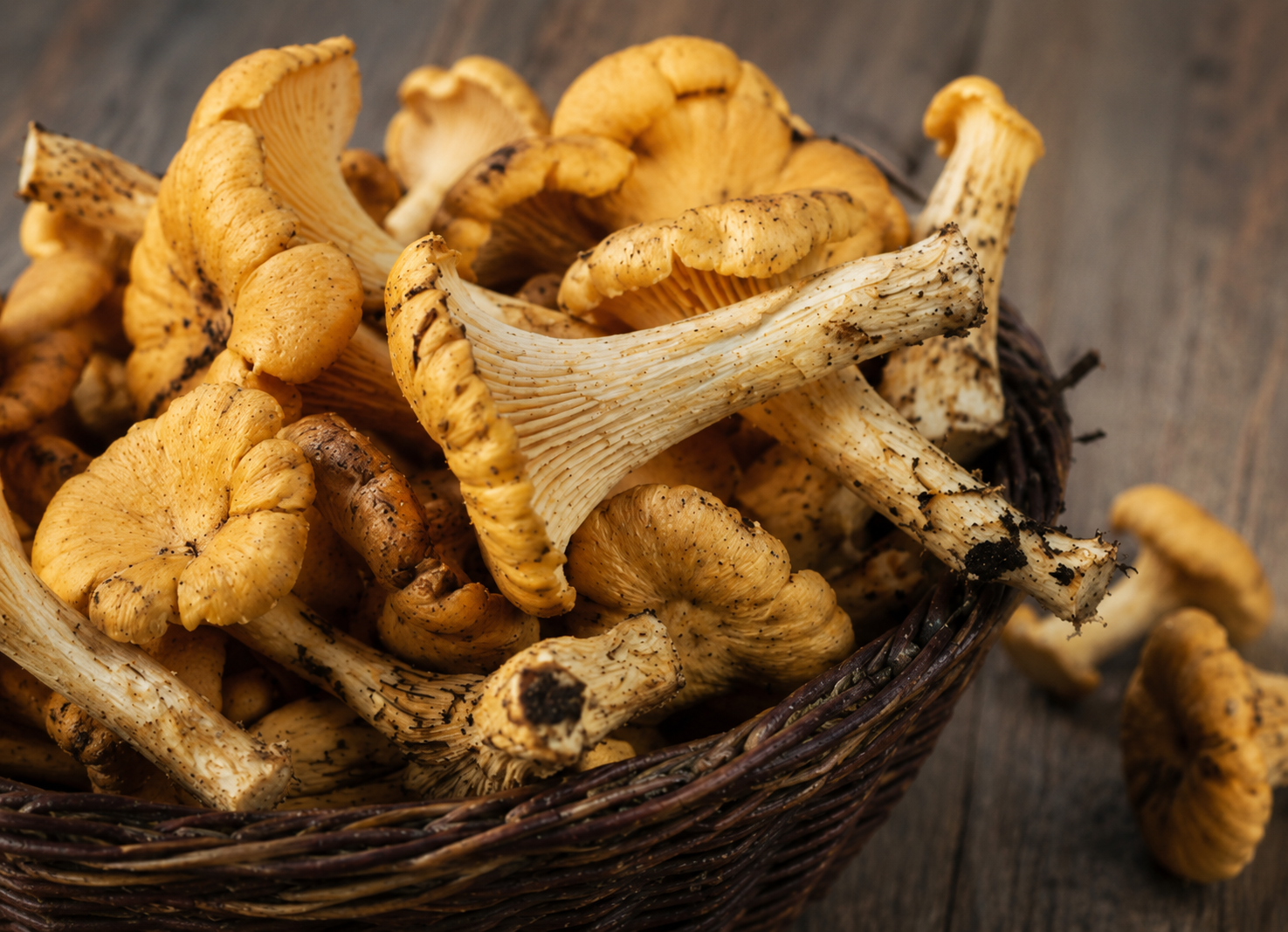 Chanterelle mushrooms, freshly harvested with earthy tones and a hint of soil on the stems, are gathered in a basket resting on a rustic wooden surface—ready to be prepared using premium Fissler stainless steel cookware.