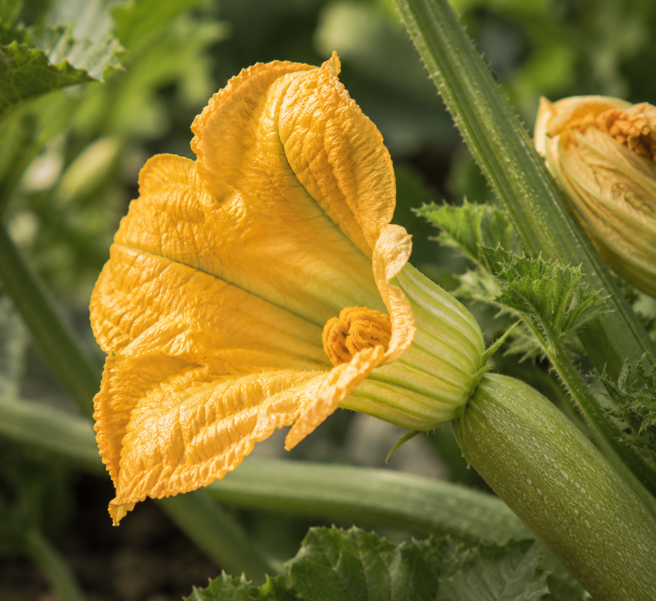 A detailed close-up of a vibrant yellow zucchini flower blooming amid lush green leaves and a young zucchini, capturing the natural ingredients that inspire precision-crafted Fissler cookware—engineered for durability, innovation, and timeless performance in your kitchen.