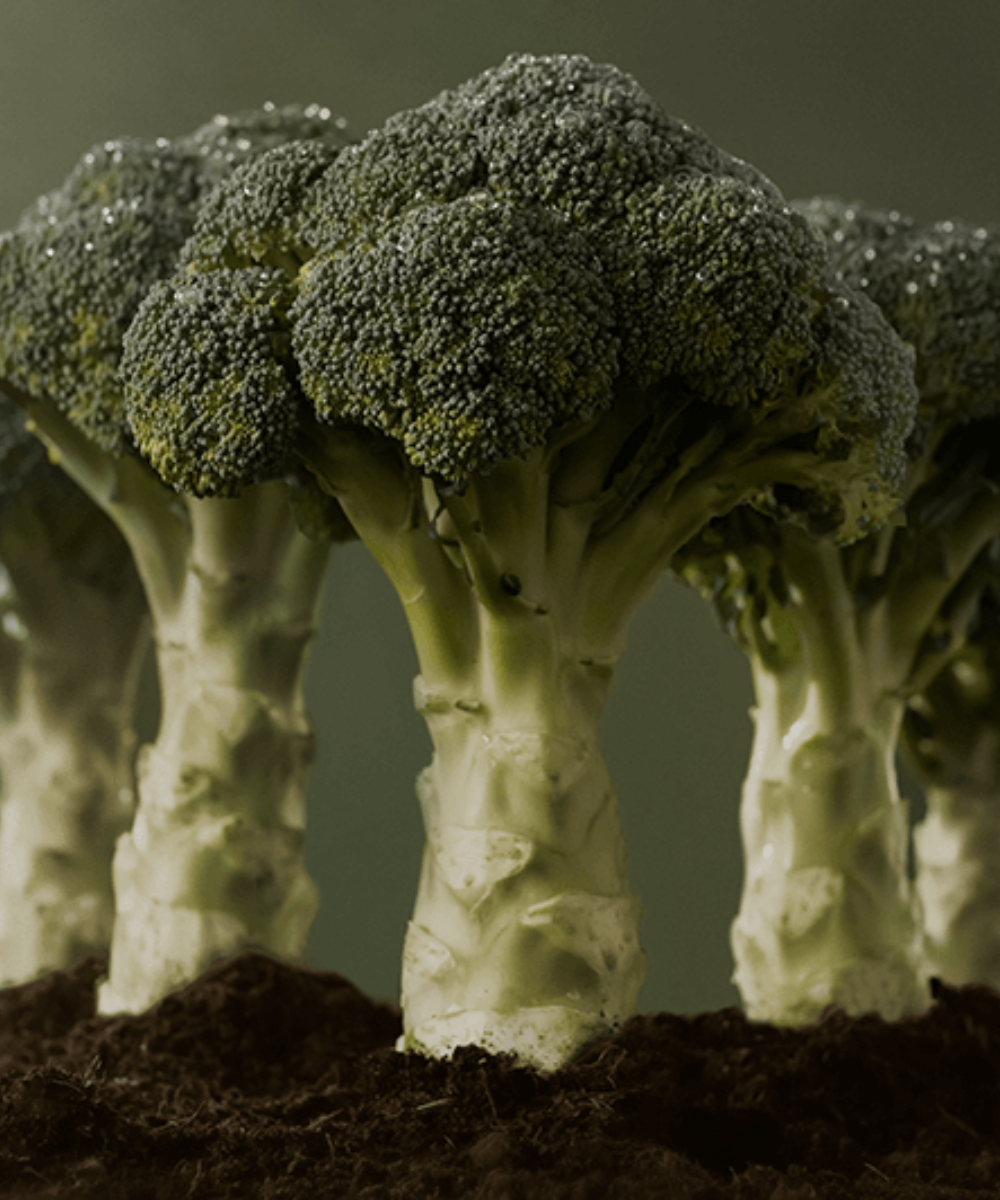 Broccoli stalks stand tall in the earth, reminiscent of the forest's precision and freshness, inspired by Fissler's German quality cookware.