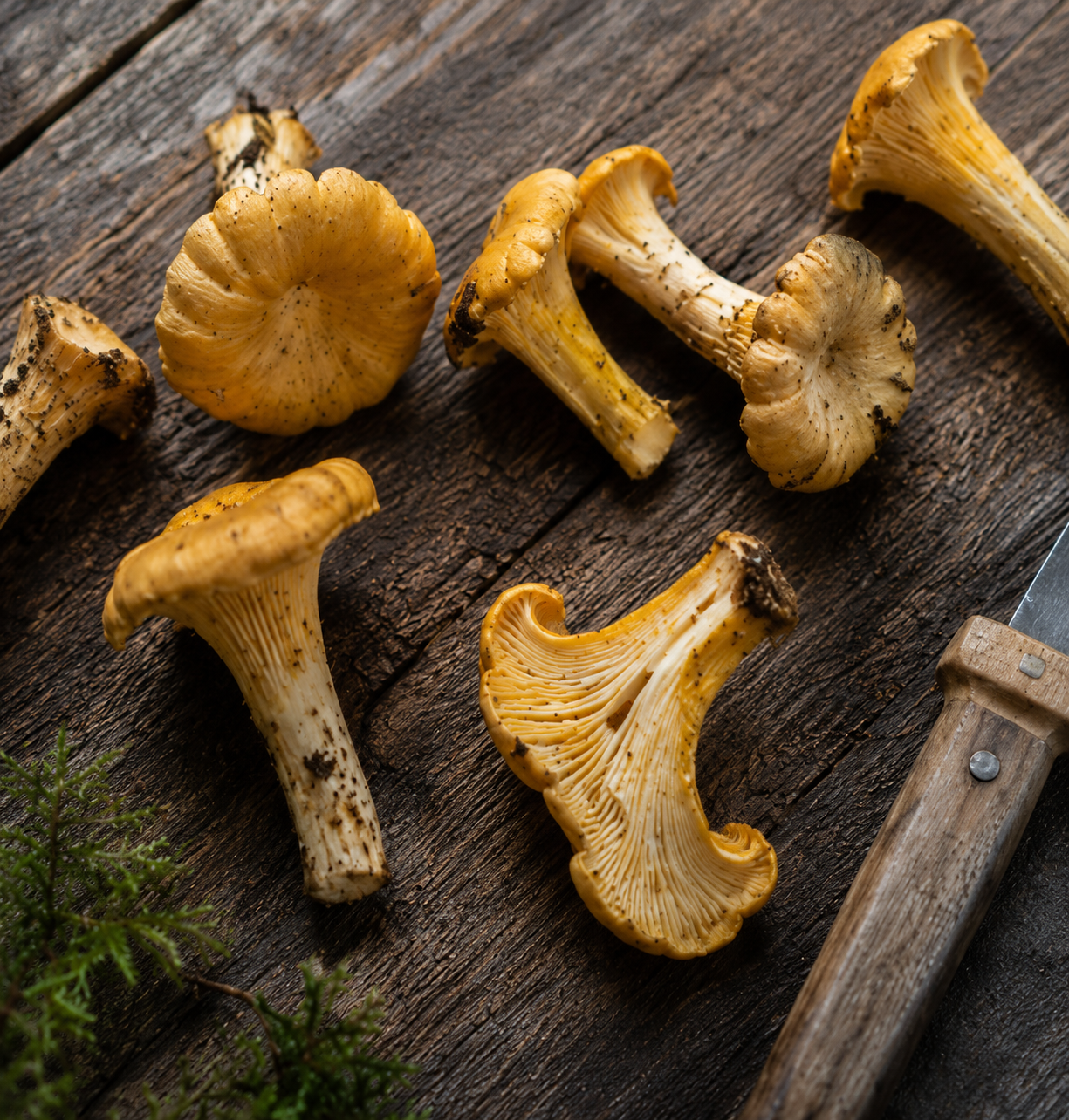 A selection of fresh yellow chanterelle mushrooms is arranged on a rustic wooden surface, accompanied by a premium, ergonomically crafted knife with a durable wooden handle. In the bottom left corner, some green foliage adds a touch of natural accent. The scene reflects Fissler’s commitment to quality culinary tools and timeless kitchen elegance.