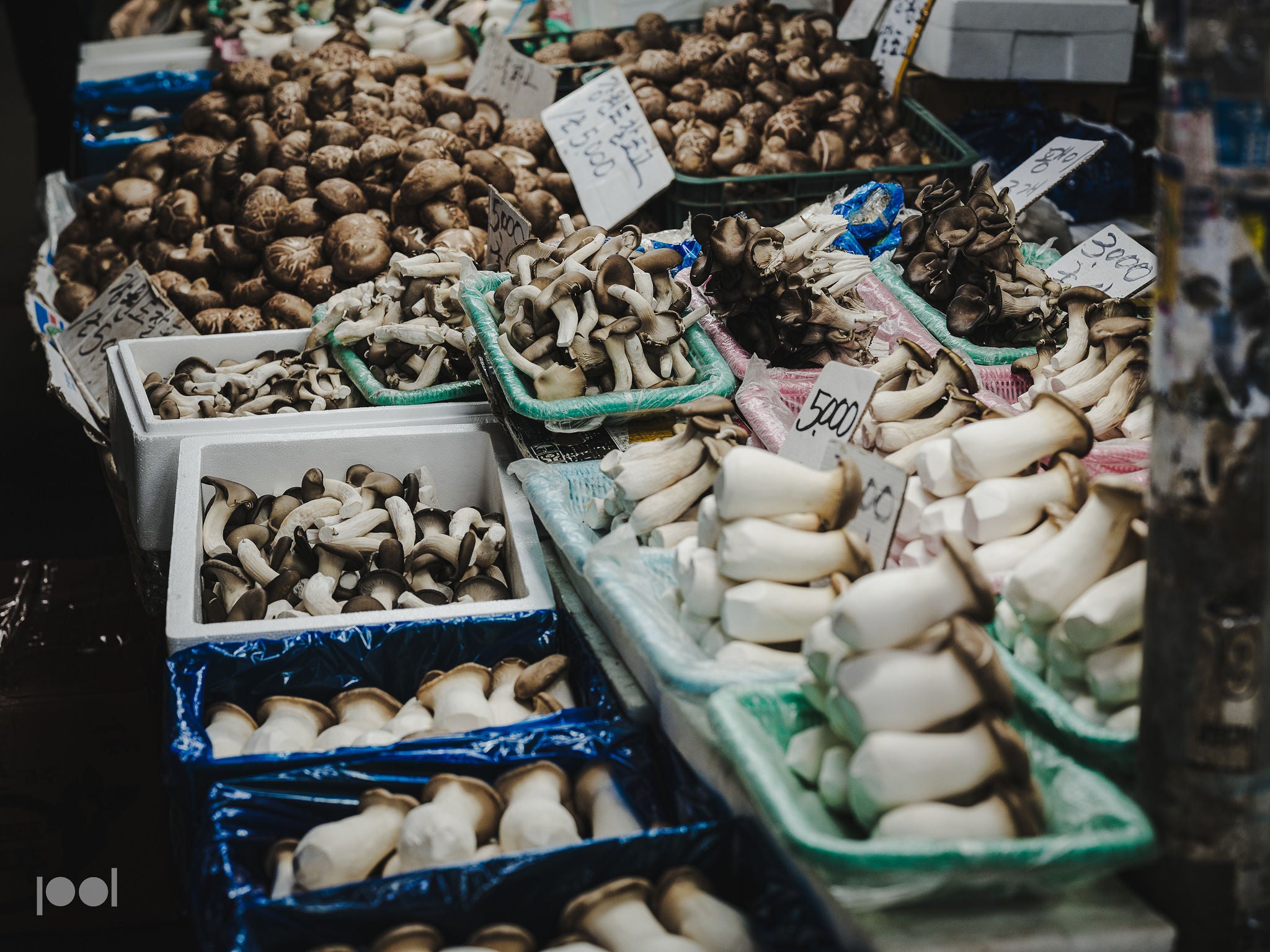 A selection of fresh mushrooms artfully arranged in durable stainless steel Fissler baskets and trays at a market, each accompanied by handwritten price tags—showcasing quality presentation with precision-engineered cookware.