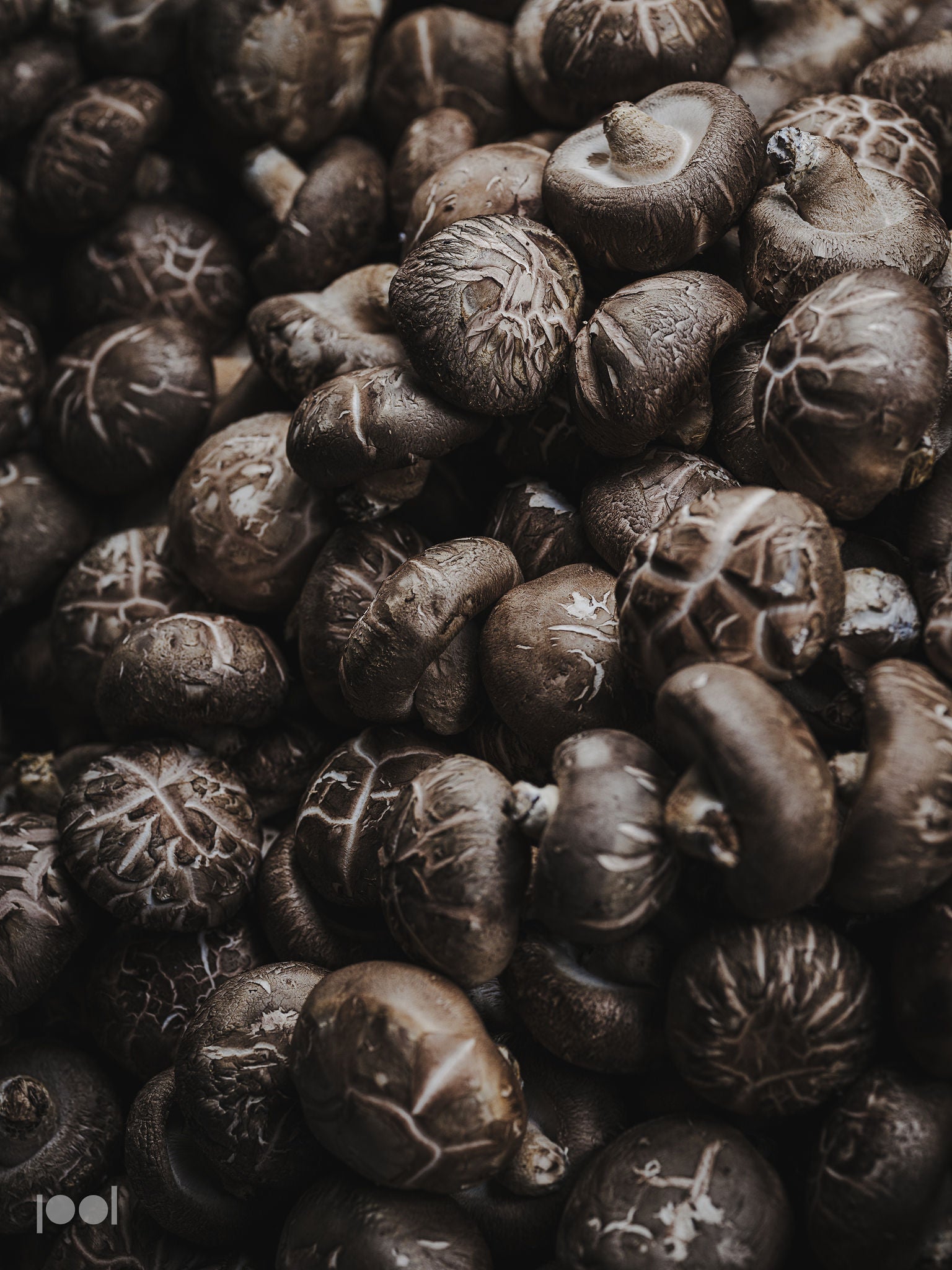 A close-up view of a generous pile of fresh brown shiitake mushrooms with richly textured caps and visible gills, filling the entire frame—capturing perfect ingredients ready for preparation in precision-engineered Fissler cookware renowned for quality and timeless design.